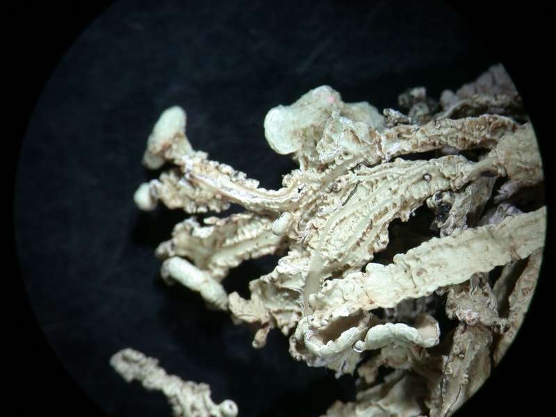 [Ramalina portosantana]